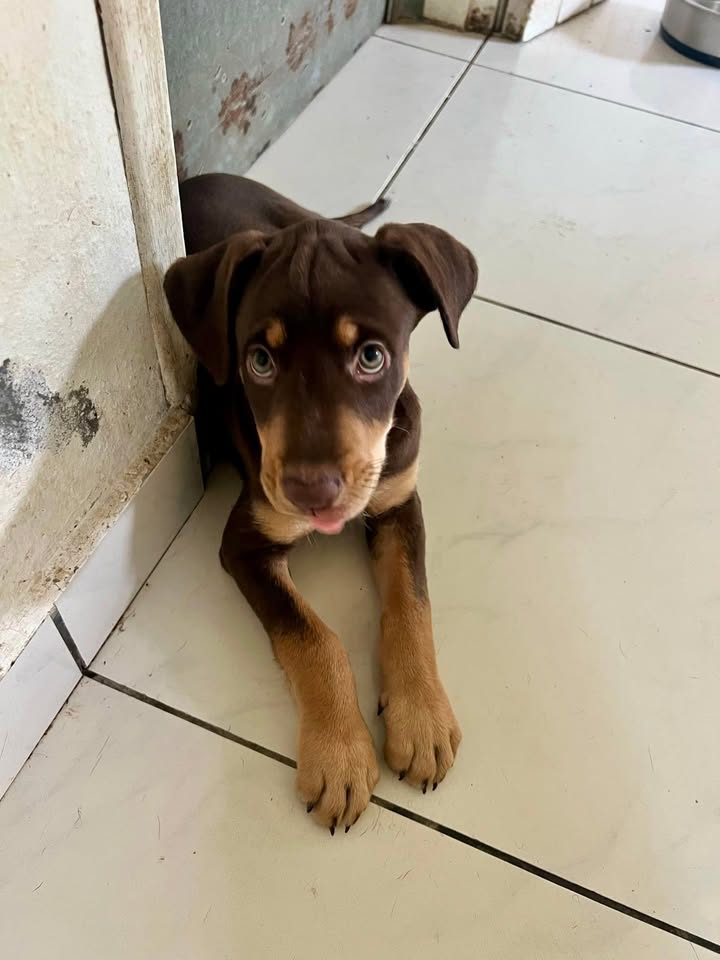 choco/photo-1746771807111-01.jpg
