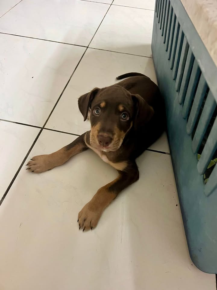 choco/photo-1746771807667-03.jpg