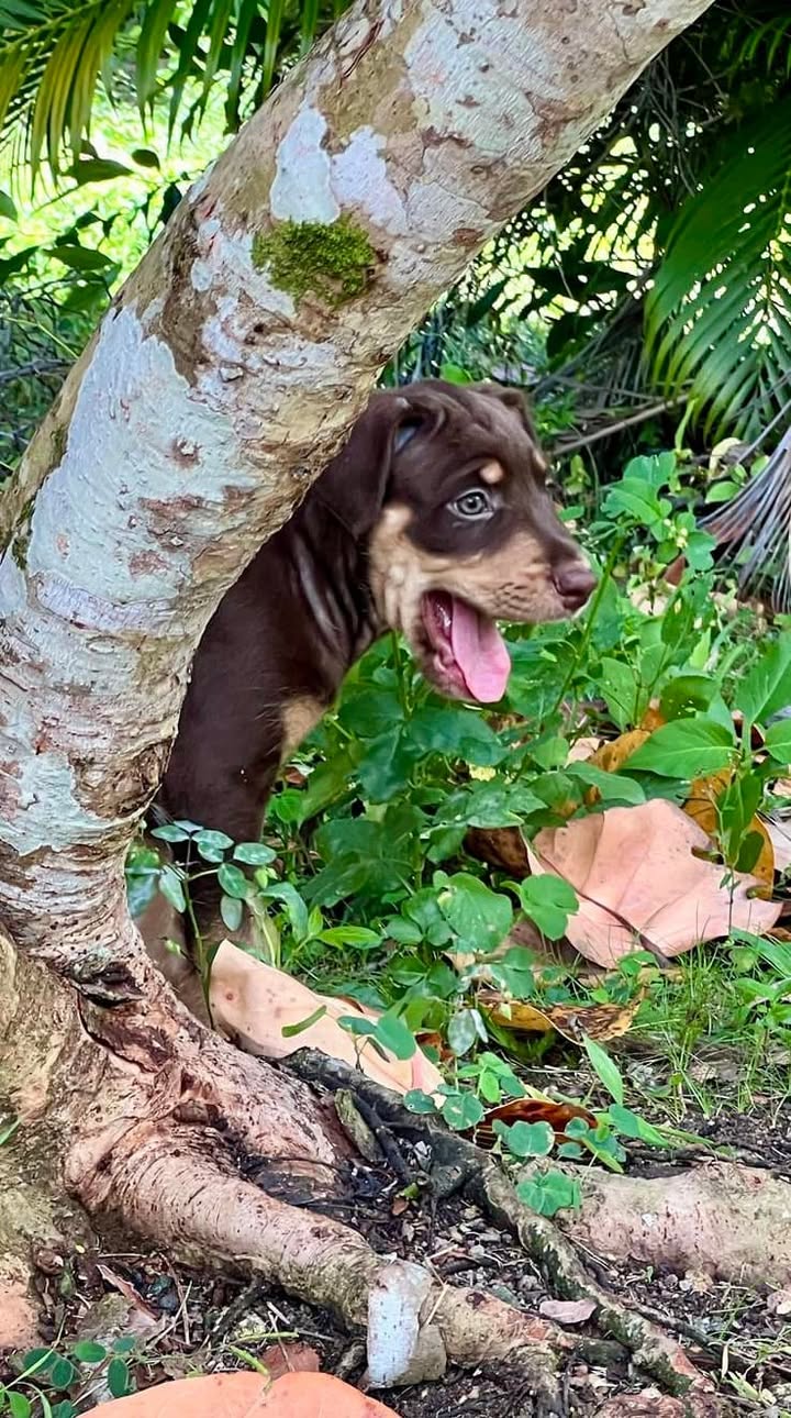 choco/photo-1746771807769-04.jpg