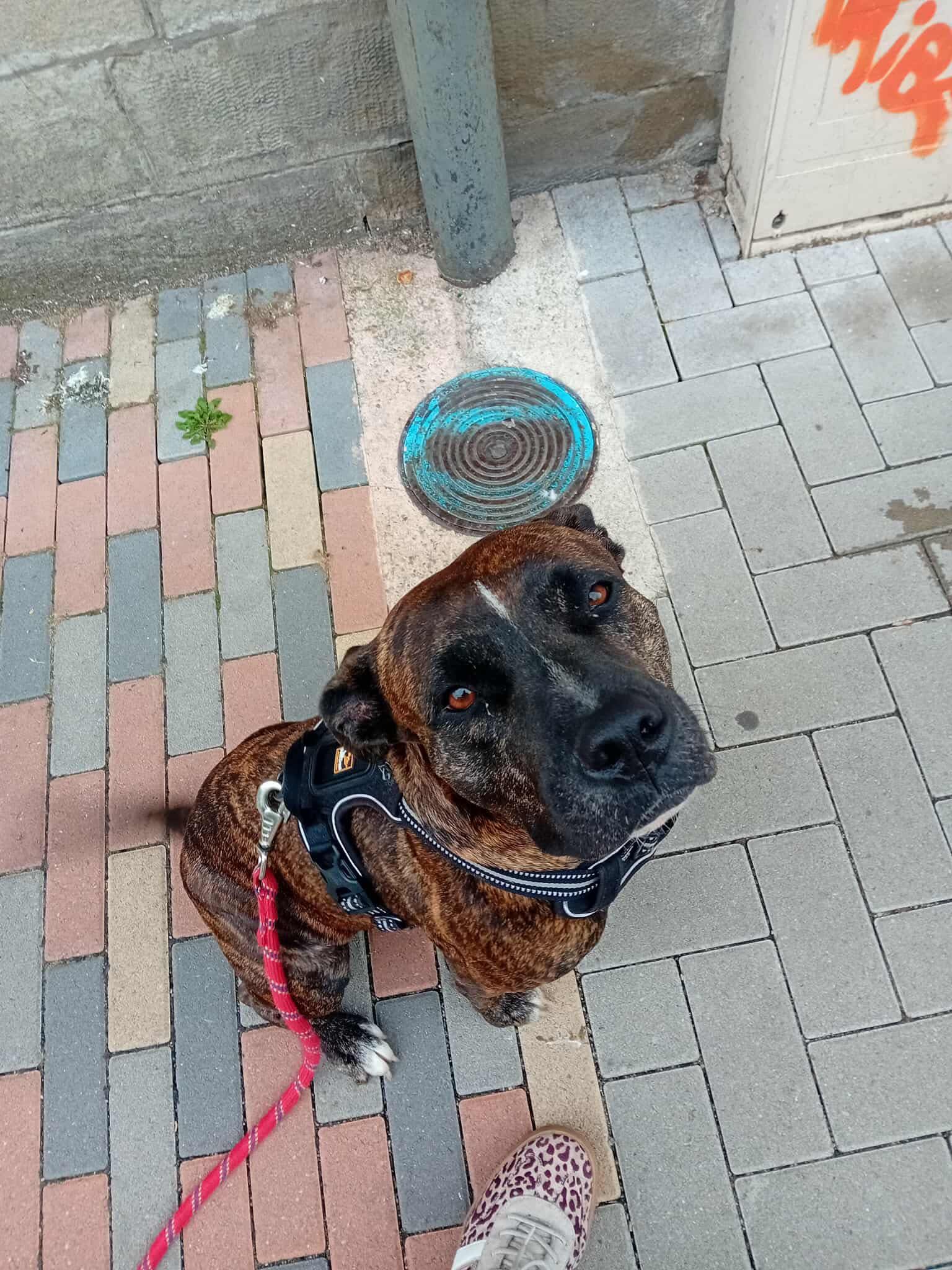 keela/photo-1756364996245-10.jpg