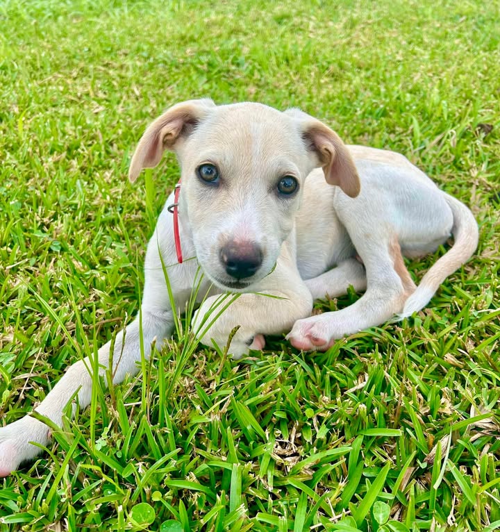 paco/photo-1746771817048-01.jpg