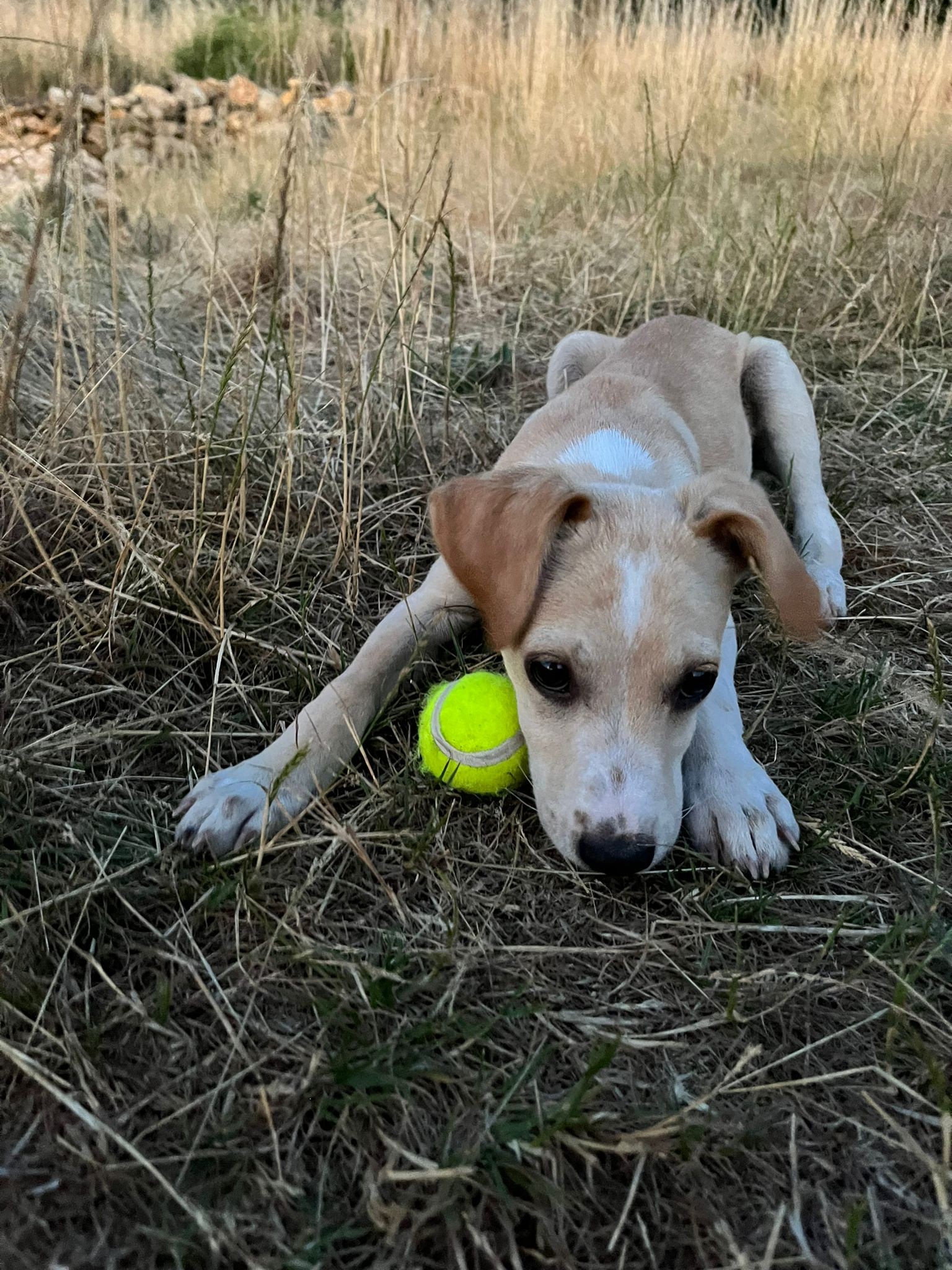 rocky/photo-1751350024809-08.jpg