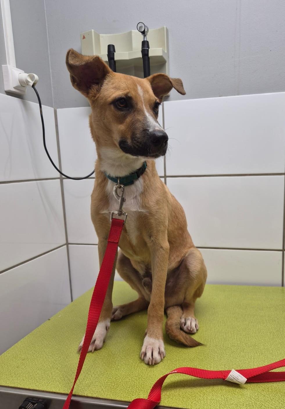 Hercule, visite vétérinaire